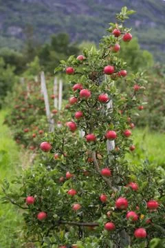 Apple tree Lofthus Stock Photos