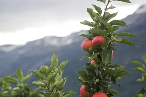 Apple tree Lofthus Stock Photos