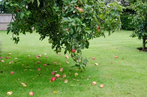 Apple tree with lots of fallen apples on the ground Stock Photos