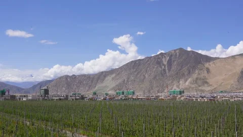 Apple tree maintenance, apple tree, apple ripe, Stock-Footage 243100176