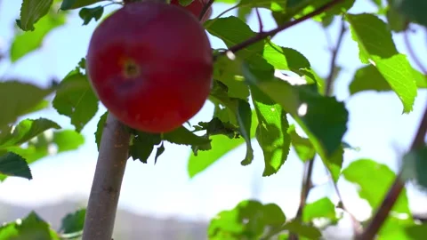 Apple tree maintenance, apple tree, apple ripe, Stock Footage 243102001