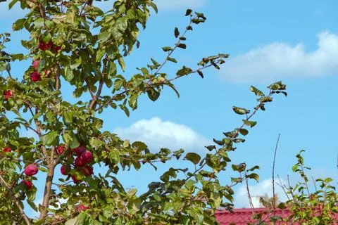 Apple tree (Malus). Apple tree branches with green leaves and red apples against Stock Photos