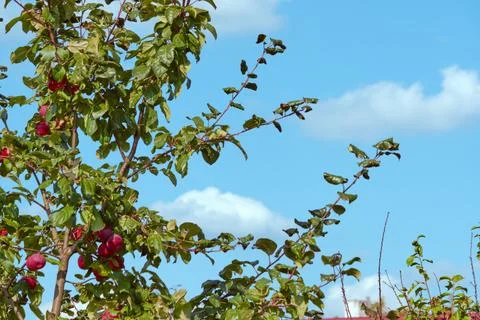 Apple tree (Malus). Branches of an apple tree with green leaves and small red Stock Photos
