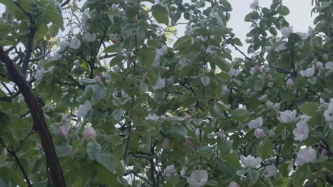 Apple tree  (Malus domestica) 2 Video stock 274503310