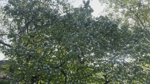 Apple tree  (Malus domestica) Video stock 274503288