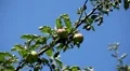 Apple Tree, Malus, Fruits Orchard, Ecological Farmer, Organic Horticulture HD Footage
