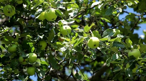 Apple Tree, Malus, Fruits Orchard, Ecological Farmer, Organic Horticulture Видео 8528837
