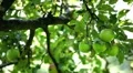 Apple Tree, Malus, Fruits Orchard, Ecological Farmer, Organic Horticulture HD Footage