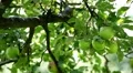 Apple Tree, Malus, Fruits Orchard, Ecological Farmer, Organic Horticulture HD Footage