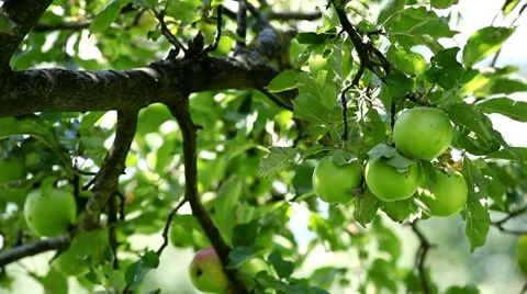 Apple Tree, Malus, Fruits Orchard, Ecological Farmer, Organic Horticulture 動画素材 8529121