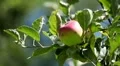 Apple Tree, Malus, Fruits Orchard, Ecological Farmer, Organic Horticulture HD Footage