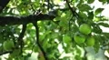 Apple Tree, Malus, Fruits Orchard, Ecological Farmer, Organic Horticulture HD Footage