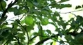 Apple Tree, Malus, Fruits Orchard, Ecological Farmer, Organic Horticulture HD Footage