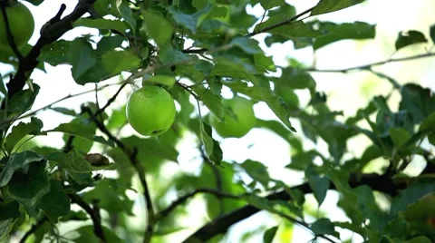 Apple Tree, Malus, Fruits Orchard, Ecological Farmer, Organic Horticulture Stock Footage 8529642