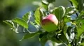 Apple Tree, Malus, Fruits Orchard, Ecological Farmer, Organic Horticulture HD Footage