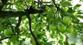 Apple Tree, Malus, Fruits Orchard, Ecological Farmer, Organic Horticulture HD Footage