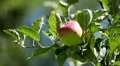 Apple Tree, Malus, Fruits Orchard, Ecological Farmer, Organic Horticulture HD Footage