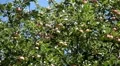 Apple Tree, Malus, Fruits Orchard, Ecological Farmer, Organic Horticulture HD Footage