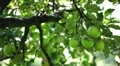 Apple Tree, Malus, Fruits Orchard, Ecological Farmer, Organic Horticulture HD Footage