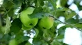 Apple Tree, Malus, Fruits Orchard, Ecological Farmer, Organic Horticulture HD Footage