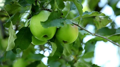 Apple Tree, Malus, Fruits Orchard, Ecological Farmer, Organic Horticulture Stockbeeldmateriaal 8530678