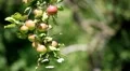Apple Tree, Malus, Fruits Orchard, Ecological Farmer, Organic Horticulture HD Footage