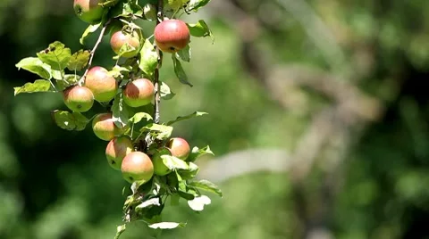 Apple Tree, Malus, Fruits Orchard, Ecological Farmer, Organic Horticulture Stockbeeldmateriaal 8530824