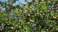 Apple Tree, Malus, Fruits Orchard, Ecological Farmer, Organic Horticulture HD Footage