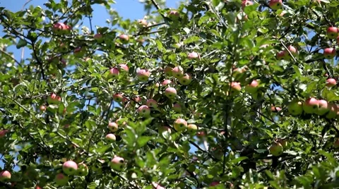 Apple Tree, Malus, Fruits Orchard, Ecological Farmer, Organic Horticulture 스톡 동영상 8531176