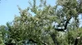 Apple Tree, Malus, Fruits Orchard, Ecological Farmer, Organic Horticulture HD Footage