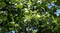Apple Tree, Malus, Fruits Orchard, Ecological Farmer, Organic Horticulture HD Footage