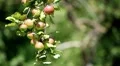 Apple Tree, Malus, Fruits Orchard, Ecological Farmer, Organic Horticulture HD Footage