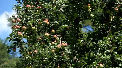 Apple Tree, Malus, Fruits Orchard, Ecological Farmer, Organic Horticulture Stockbeeldmateriaal 8531407