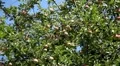 Apple Tree, Malus, Fruits Orchard, Ecological Farmer, Organic Horticulture HD Footage
