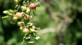 Apple Tree, Malus, Fruits Orchard, Ecological Farmer, Organic Horticulture HD Footage