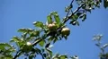 Apple Tree, Malus, Fruits Orchard, Ecological Farmer, Organic Horticulture HD Footage