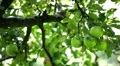 Apple Tree, Malus, Fruits Orchard, Ecological Farmer, Organic Horticulture HD Footage