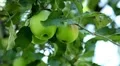 Apple Tree, Malus, Fruits Orchard, Ecological Farmer, Organic Horticulture HD Footage