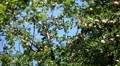 Apple Tree, Malus, Fruits Orchard, Ecological Farmer, Organic Horticulture HD Footage