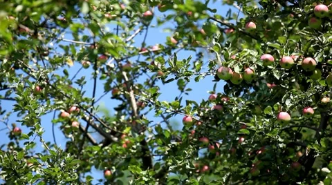 Apple Tree, Malus, Fruits Orchard, Ecological Farmer, Organic Horticulture Stock-Footage 8532234
