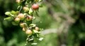 Apple Tree, Malus, Fruits Orchard, Ecological Farmer, Organic Horticulture HD Footage