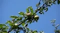 Apple Tree, Malus, Fruits Orchard, Ecological Farmer, Organic Horticulture HD Footage