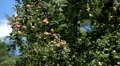 Apple Tree, Malus, Fruits Orchard, Ecological Farmer, Organic Horticulture HD Footage