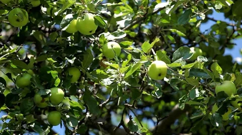 Apple Tree, Malus, Fruits Orchard, Ecological Farmer, Organic Horticulture Stock Footage 8533592
