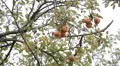 Apple Tree, Malus, Fruits Orchard, Ecological Farmer, Organic Horticulture HD Footage
