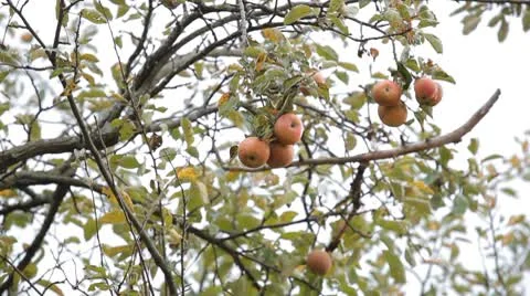 Apple Tree, Malus, Fruits Orchard, Ecological Farmer, Organic Horticulture Stockbeeldmateriaal 8918052