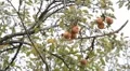 Apple Tree, Malus, Fruits Orchard, Ecological Farmer, Organic Horticulture HD Footage