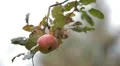 Apple Tree, Malus, Fruits Orchard, Ecological Farmer, Organic Horticulture HD Footage