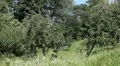 Apple Tree, Malus, Fruits Orchard, Ecological Farmer, Organic Horticulture HD Footage