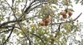 Apple Tree, Malus, Fruits Orchard, Ecological Farmer, Organic Horticulture HD Footage